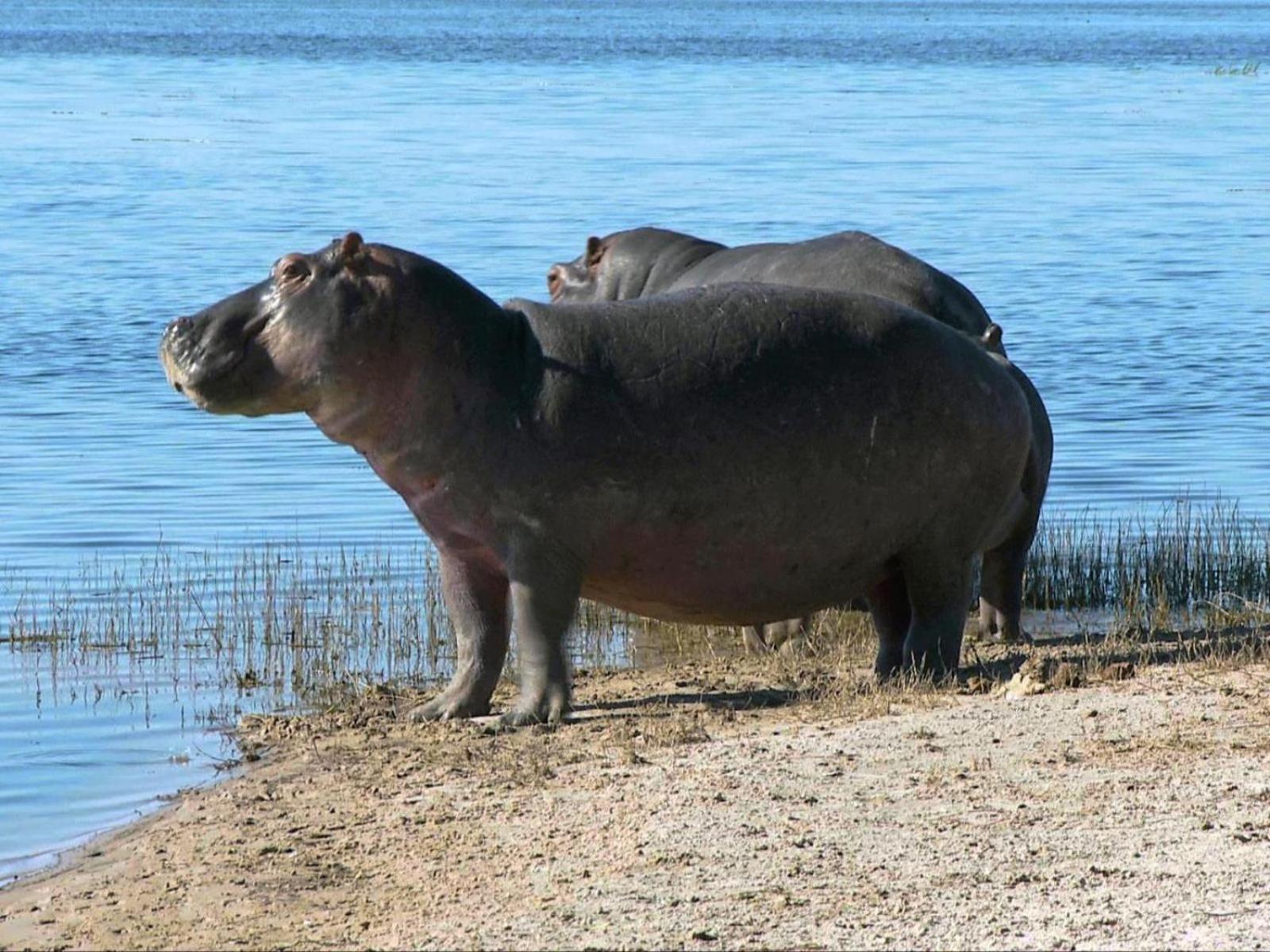 Kayova River Lodge Ndiyona Εξωτερικό φωτογραφία